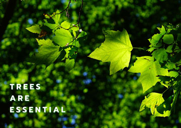 TREES ARE ESSENTIAL